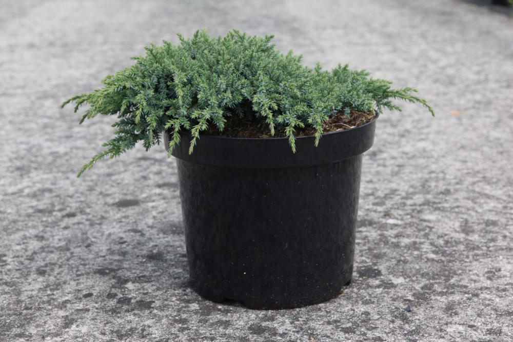 Можжевельник чешуйчатый Литтл Джоанна (Juniperus squamata 'Little Joanna')