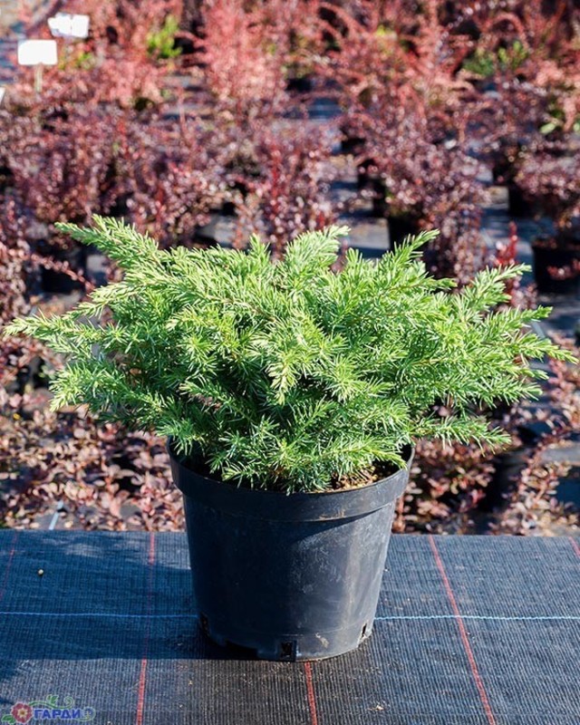 Можжевельник прибрежный Эмеральд Си (Juniperus conferta 'Emerald Sea')