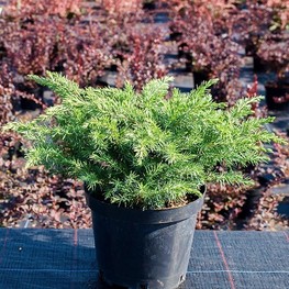Можжевельник прибрежный Эмеральд Си (Juniperus conferta 'Emerald Sea')