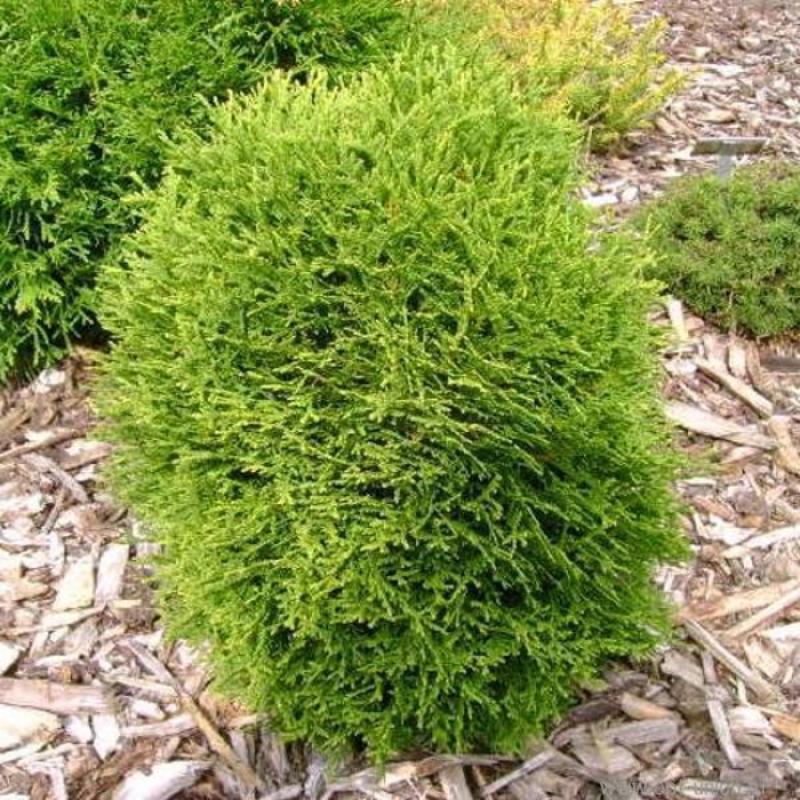 Туя западная Ватерфилд (Thuja occidentalis 'Waterfield')
