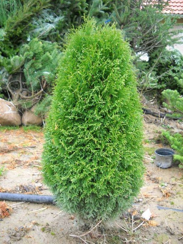 Туя западная Грин Эгг (Thuja occidentalis 'Green Egg')