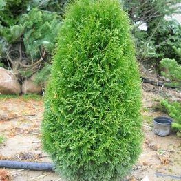 Туя западная Грин Эгг (Thuja occidentalis 'Green Egg')