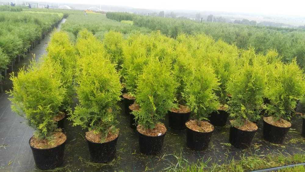 Туя западная Салланд (Thuja occidentalis 'Salland')