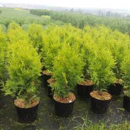 Туя западная Салланд (Thuja occidentalis 'Salland')