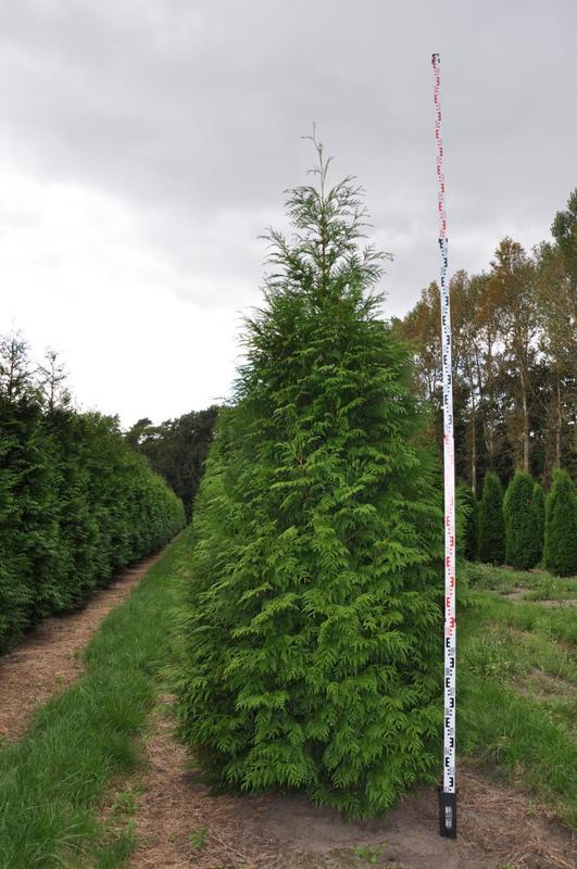 Туя западная Мартин (Thuja occidentalis 'Martin')