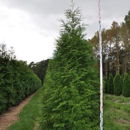 Туя западная Мартин (Thuja occidentalis 'Martin')
