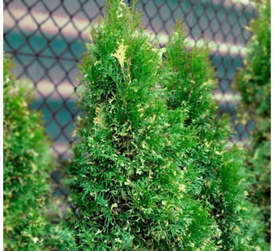 Туя западная Смарагд Вариегата (Thuja occidentalis 'Smaragd Variegata')