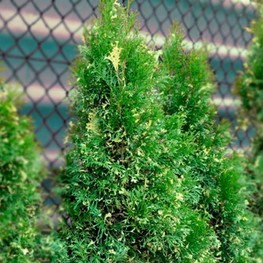 Туя западная Смарагд Вариегата (Thuja occidentalis 'Smaragd Variegata')