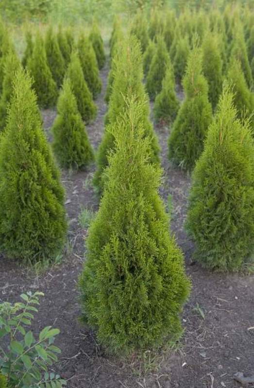 Туя западная Йоска (Thuja occidentalis 'Joska')