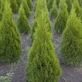 Туя западная Йоска (Thuja occidentalis 'Joska')