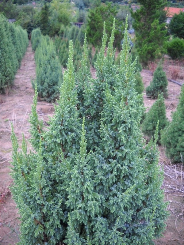 Можжевельник чешуйчатый Лодери (Juniperus squamata 'Loderi')