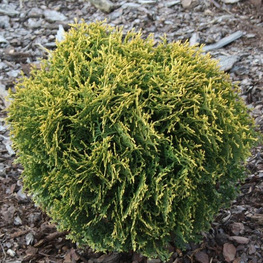 Туя западная Ватерфилд (Thuja occidentalis 'Waterfield')