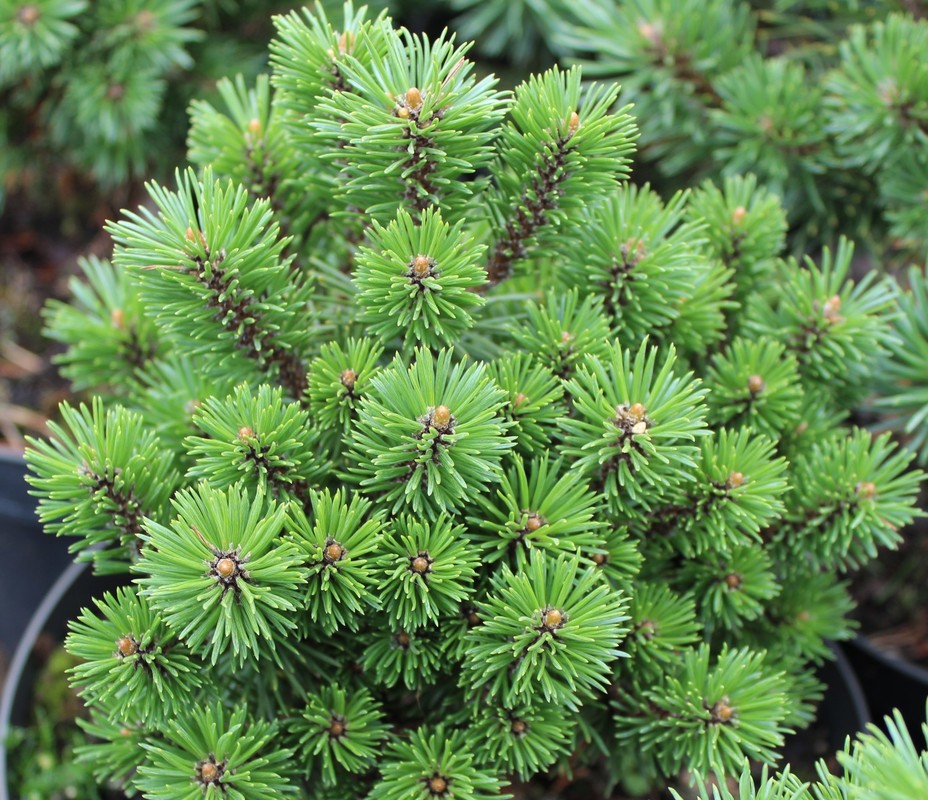 Сосна горная Миникин (Pinus mugo 'Minikin')