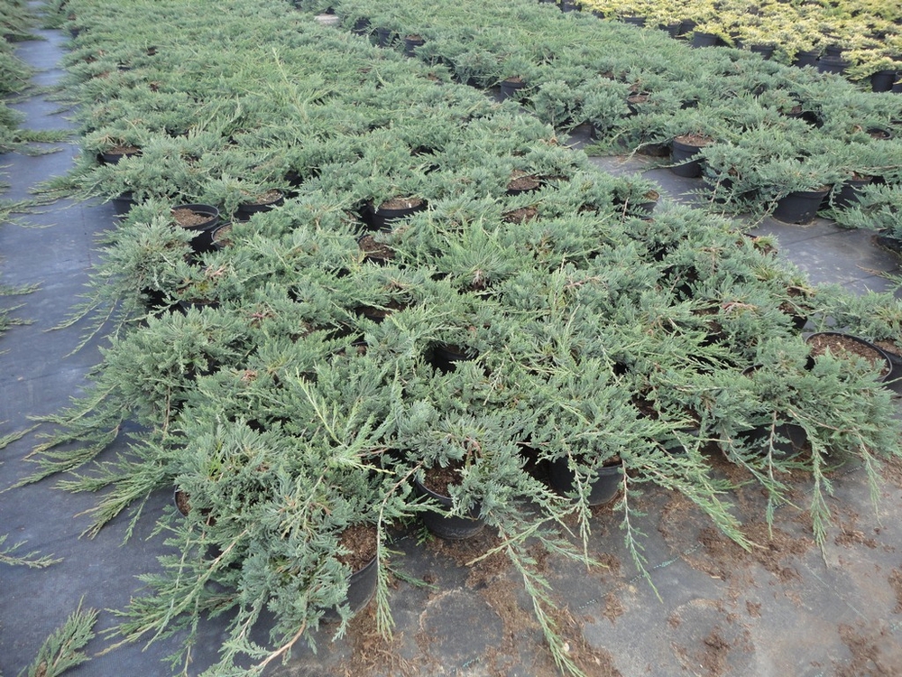 Можжевельник горизонтальный Айс Блю (Juniperus horizontalis 'Ice Blue')