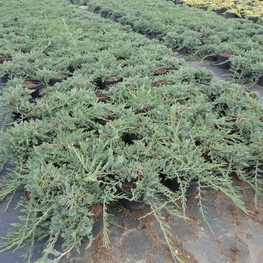 Можжевельник горизонтальный Айс Блю (Juniperus horizontalis 'Ice Blue')