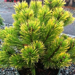 Сосна горная Карстенс Винтерголд (Pinus mugo 'Carsten\'s Wintergold')
