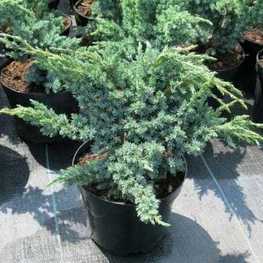 Можжевельник чешуйчатый Мейери Компакта (Juniperus squamata 'Meyeri Compacta')