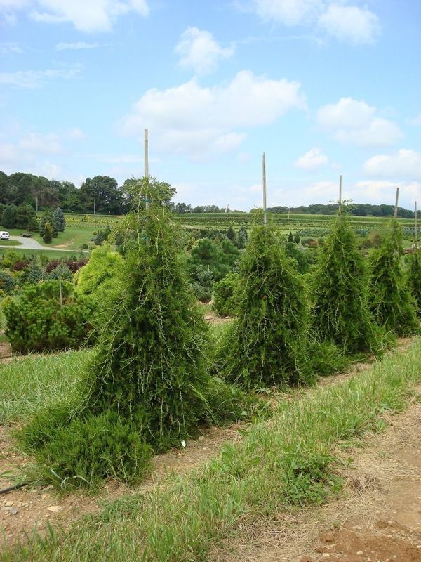 Можжевельник виргинский Пендула (Juniperus virginiana 'Pendula')