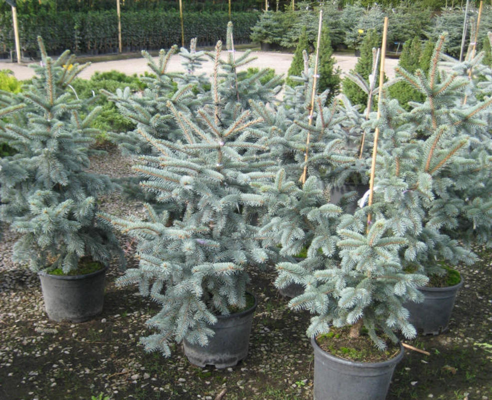 Ель колючая Шовенхорст (Picea pungens 'Schovenhorst')