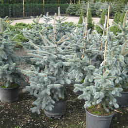 Ель колючая Шовенхорст (Picea pungens 'Schovenhorst')
