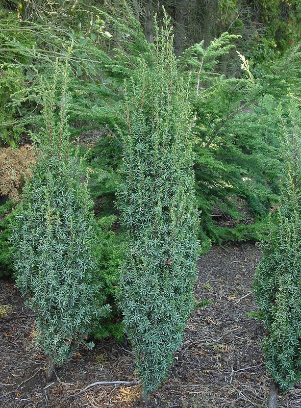 Можжевельник обыкновенный Суецика Нана (Juniperus communis 'Suecica Nana')