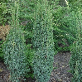 Можжевельник обыкновенный Суецика Нана (Juniperus communis 'Suecica Nana')