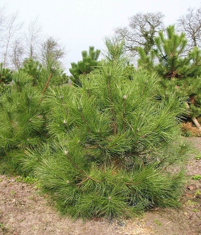 Сосна черная Австрийская (Pinus nigra)