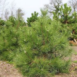 Сосна черная Австрийская (Pinus nigra)
