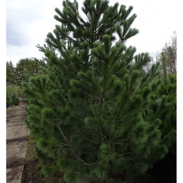 Сосна румелийская (Pinus peuce)