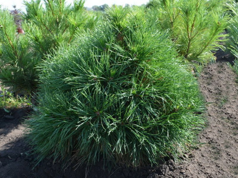 Сосна обыкновенная Глобоза Виридис (Pinus sylvestris 'Globosa Viridis')