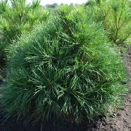 Сосна обыкновенная Глобоза Виридис (Pinus sylvestris 'Globosa Viridis')