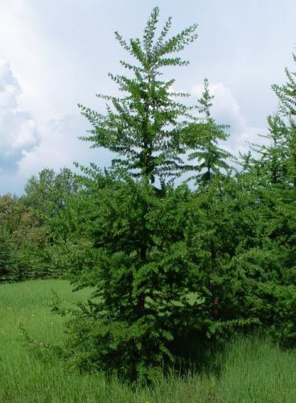 Лиственница американская (Larix laricina)