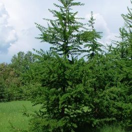 Лиственница американская (Larix laricina)