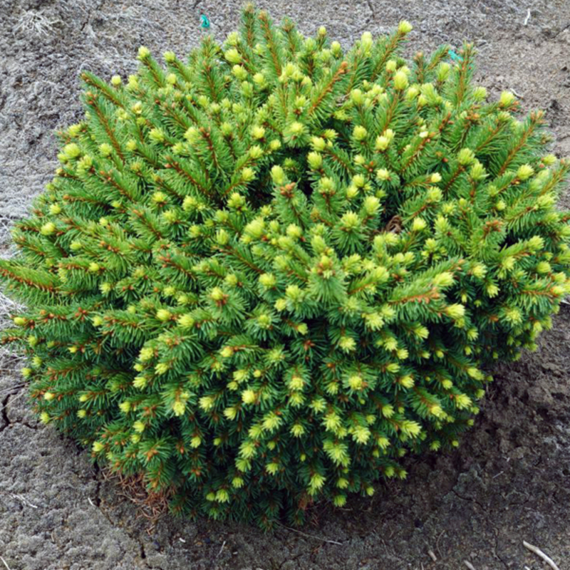 Ель обыкновенная Загвизде (Picea abies 'Zagwizdze')