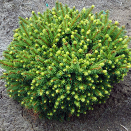 Ель обыкновенная Загвизде (Picea abies 'Zagwizdze')