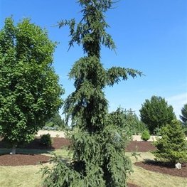 Ель обыкновенная Ротенхаус (Picea abies 'Rothenhaus')