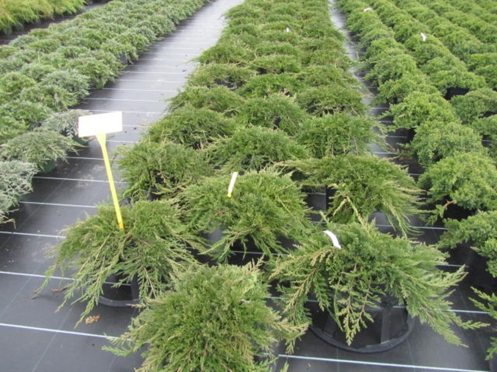 Можжевельник горизонтальный Принс оф Уэльс (Juniperus horizontalis 'Prince of Wales')