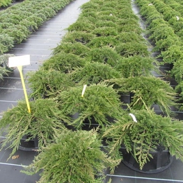 Можжевельник горизонтальный Принс оф Уэльс (Juniperus horizontalis 'Prince of Wales')