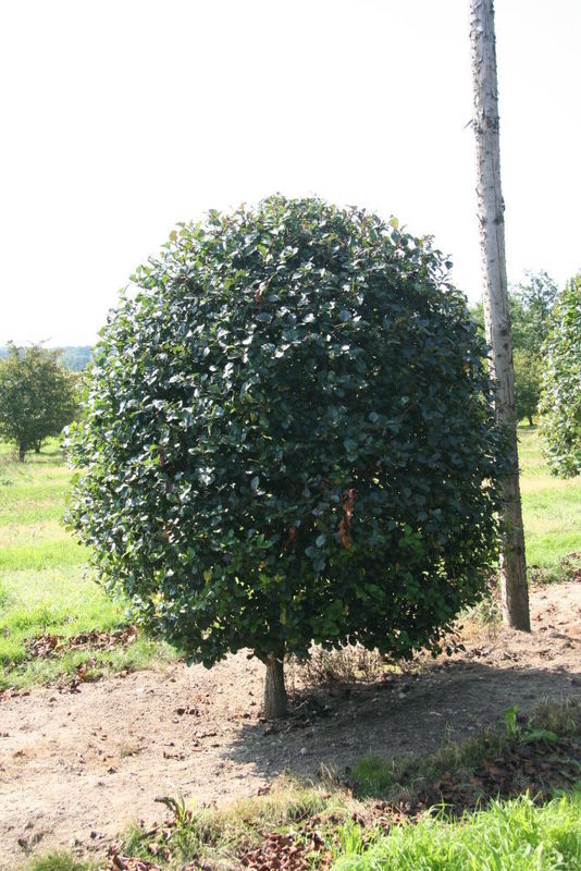 Боярышник сливолистный (Crataegus prunifolia)