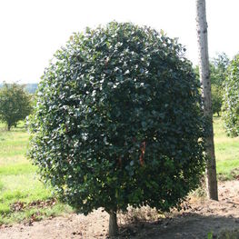 Боярышник сливолистный (Crataegus prunifolia)