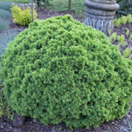 Ель канадская (Picea glauca)