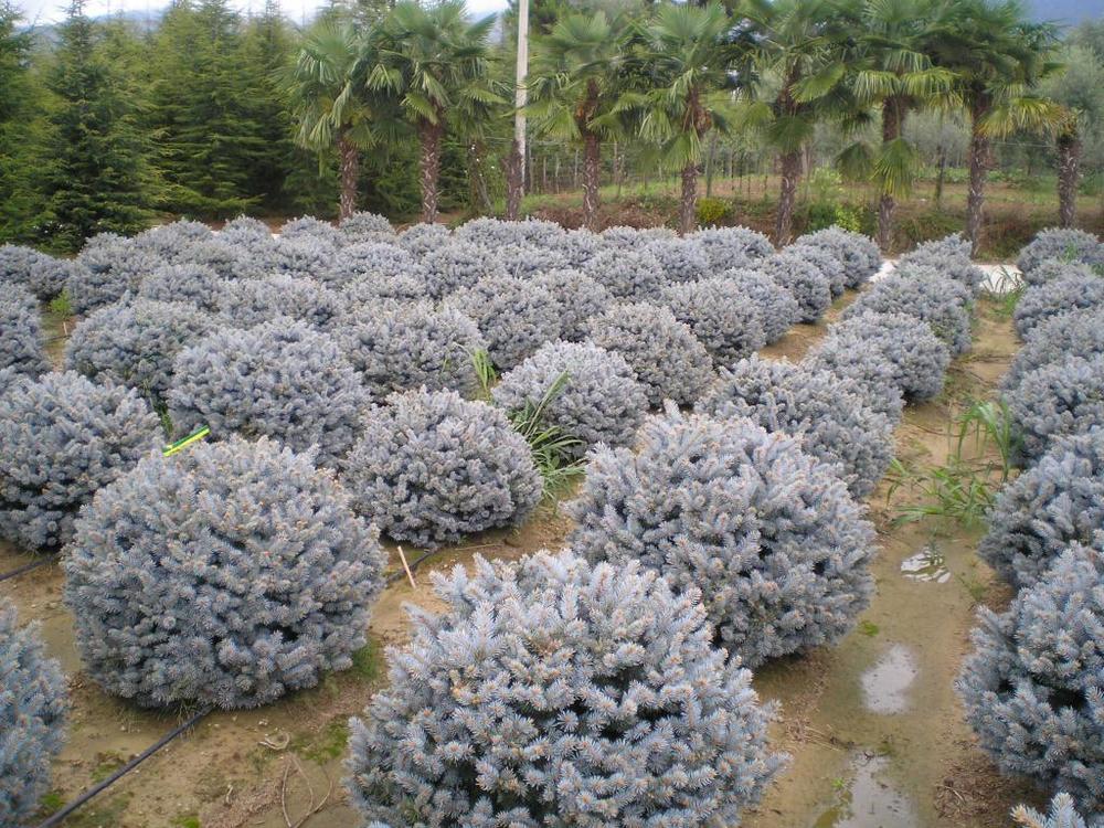 Ель колючая Глаука Глобоза (Picea pungens 'Glauca Globosa')