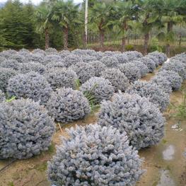 Ель колючая Глаука Глобоза (Picea pungens 'Glauca Globosa')