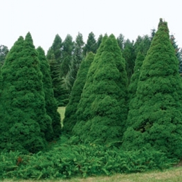 Ель канадская (Picea glauca)