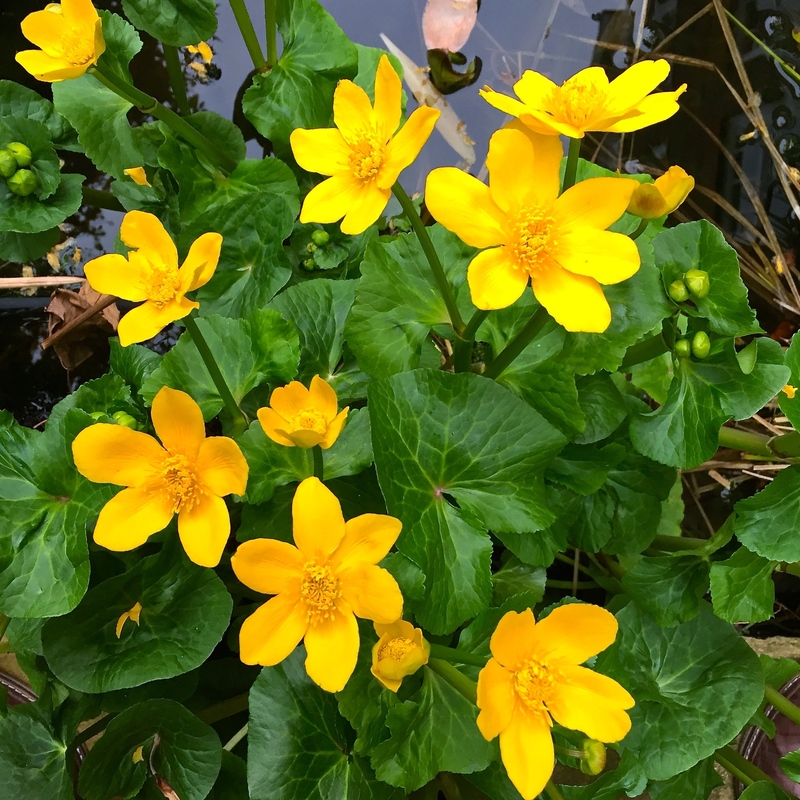 Калужница болотная (Caltha palustris)