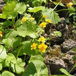 Калужница лесная (Caltha sylvestris)