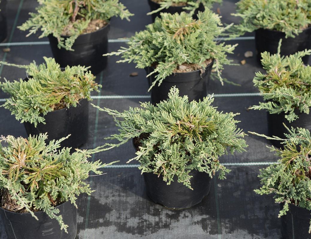 Можжевельник горизонтальный Вилтони (Juniperus horizontalis 'Wiltonii')