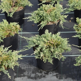 Можжевельник горизонтальный Вилтони (Juniperus horizontalis 'Wiltonii')