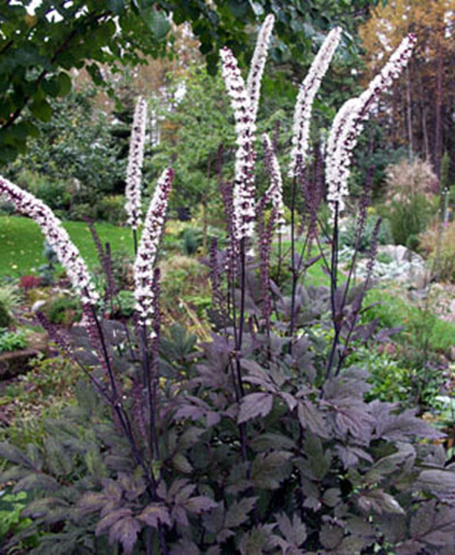 Клопогон ветвистый Атропурпуреа (Actaea ramosa 'Atropurpurea')