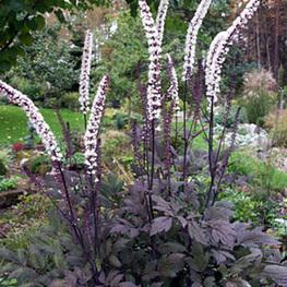 Клопогон ветвистый Атропурпуреа (Actaea ramosa 'Atropurpurea')